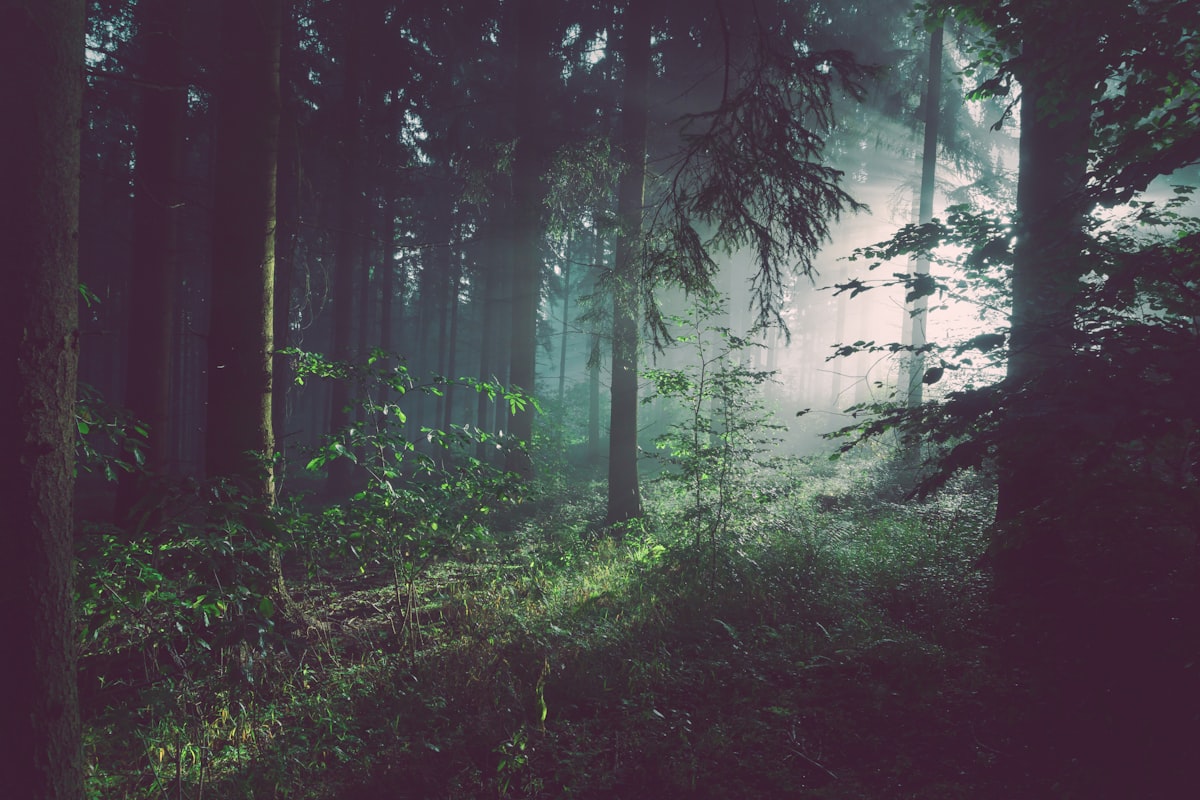 Tropical rainforest in East Kalimantan