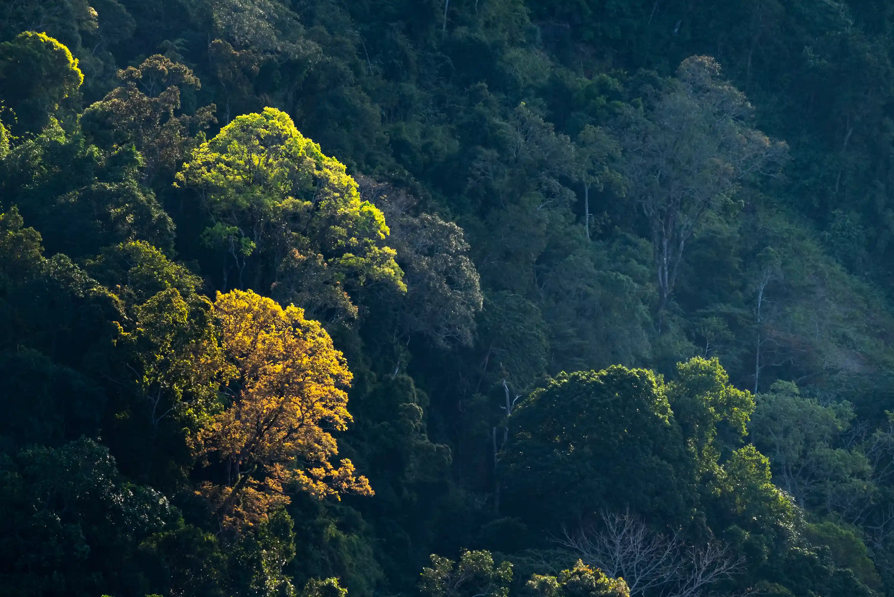 Biodiversity project