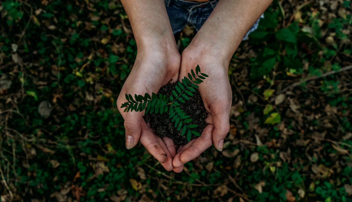 Forest Restoration project